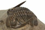 Detailed Hollardops Trilobite - Foum Zguid, Morocc #196637-3